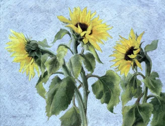 Tournesols, 1996